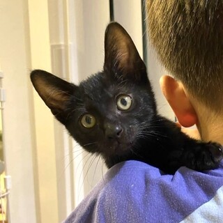 人が大好き甘えん坊の黒子猫のシュシュ君
