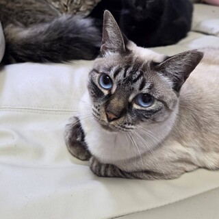 シャム風のしゃもんぬ