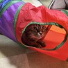 てるりんみっちゃん
