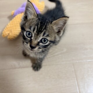 美形でかわいい子猫ちゃん！