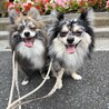 こたちゃちゃ