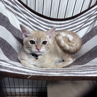 10/18ドン・キホーテ譲渡会参加クリーム♂子猫