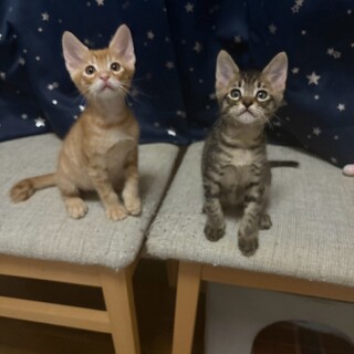 10/18ドン・キホーテ譲渡会参加子猫兄弟