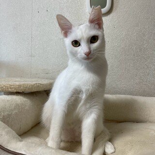 10/18ドン・キホーテ譲渡会参加白猫姉妹