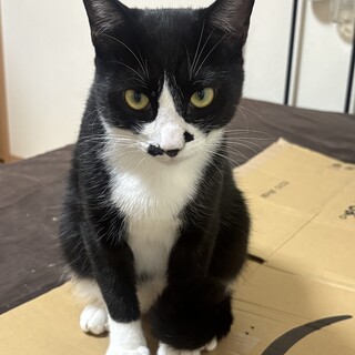 ちょび髭が可愛いハチワレ男の子