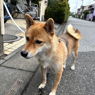 4歳赤柴の女の子です