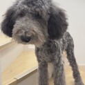 スタンダードプードルの男の子犬、グレー