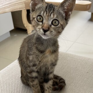 子猫　甘えん坊の可愛い女の子です！