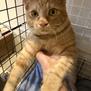 茶トラの元気な男の子