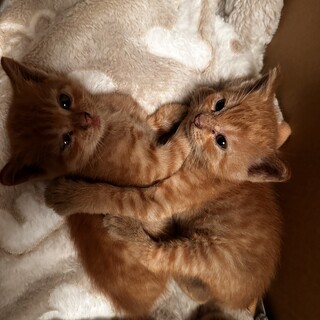里親募集・子猫飼育経験者求む
