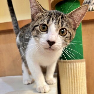 キジ白の子猫♪おっとり癒し系♡人が大好きピノちゃん
