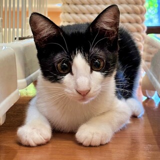黒白ハチワレの子猫♪かまってちゃんのサクレちゃん♡