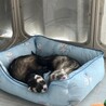 ぽわとと