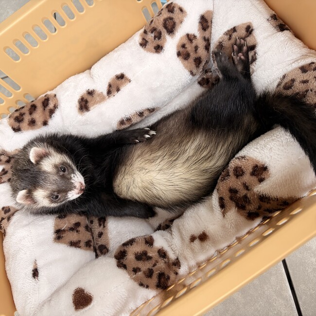 ぽわととのカバー写真