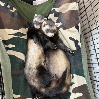 フェレット2匹の里親募集します