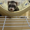 フェレット2匹の里親募集します サムネイル3