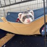フェレット2匹の里親募集します サムネイル4