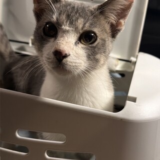 虐待現場近くで保護。人慣れハナマル、家族を探して