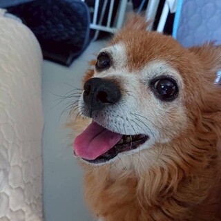 食べることが大好きチワックスのうな