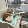 ねこのみなと
