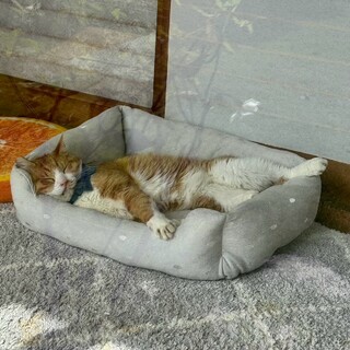 お腹お膝の上が大好き♡落ちつきのある可愛い子♡