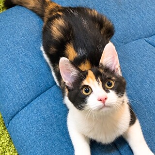 超甘えん坊なモモちゃん