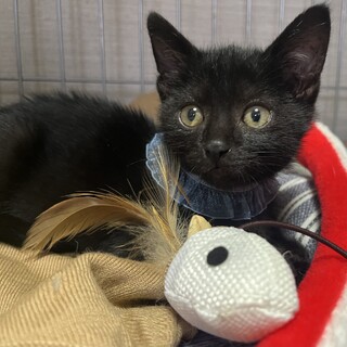 車のボンネットの中で４．５日鳴いていた黒猫くん