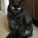 毛長の黒猫さんオス、里親募集