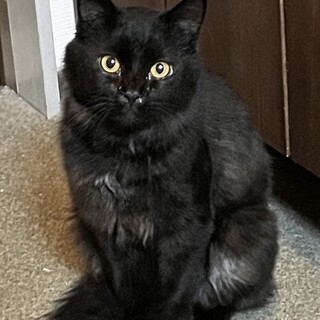 毛長の黒猫さんオス、里親募集