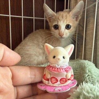 珍しいクリーム茶白　女の子　3ヶ月