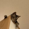 ﾎﾀﾃ