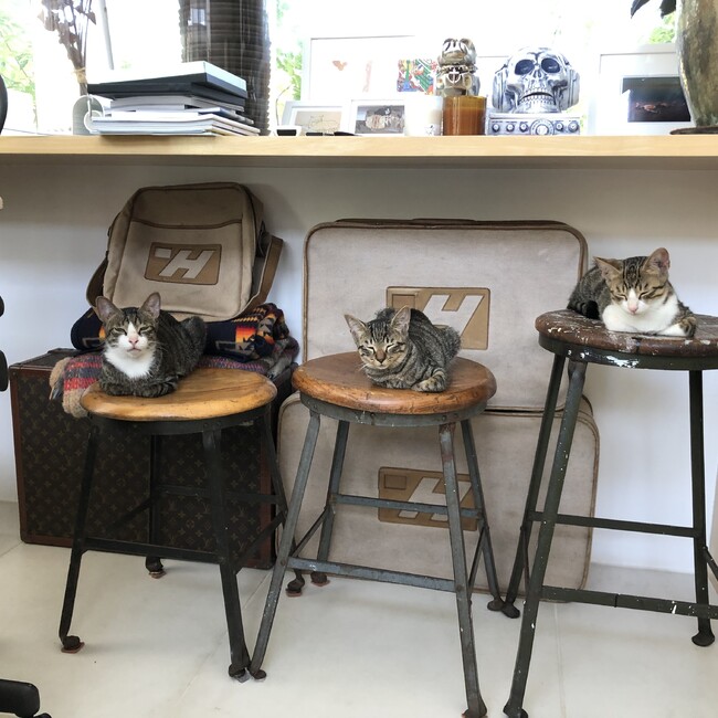 ねこネコ市のカバー写真