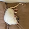 すずきみさき