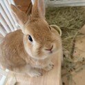 ネザーランドドワーフ　オス　４歳