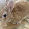 ネザーランドドワーフ　オス　４歳 サムネイル2