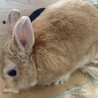 ネザーランドドワーフ　オス　４歳 サムネイル3