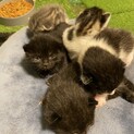 子猫の里親募集です。