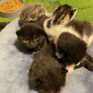 子猫の里親募集です。