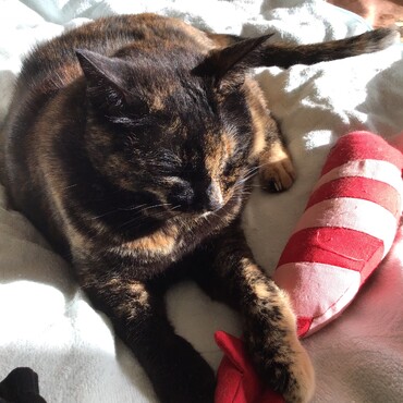 トムキャット、パパと仲良しだね。うちのうちのママも帯状疱疹になっちゃったよ！