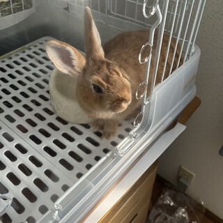 うさぎの赤ちゃん