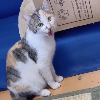 小さな幸せを運んでくれる♡ 短しっぽの三毛猫ちゃん