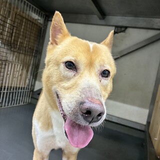 人間大好き！超パワフル犬 半蔵くん