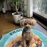 きたこー