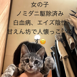 生後2ヶ月女の子　甘えん坊で人懐っこいです