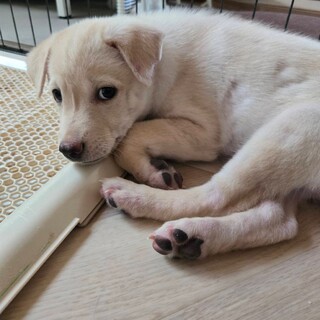 【倉敷市保健所収容】りんたくん