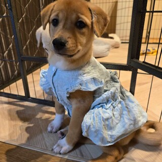 【倉敷市保健所収容】みそのちゃん