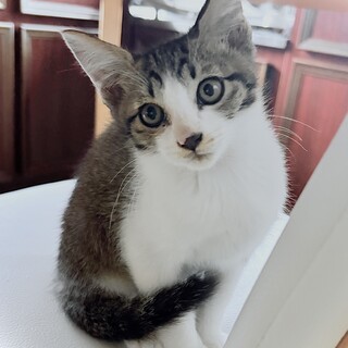 キジシロ男の子♣︎里親さん募集します