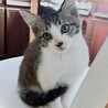 キジシロ男の子♣︎里親さん募集します