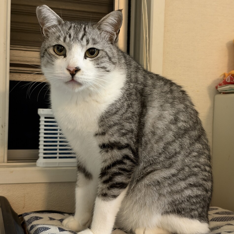 カイ（界）のカバー写真