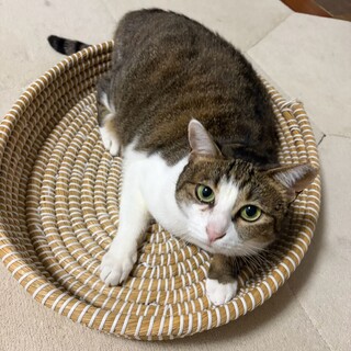 猫が大好き！先住猫のお友達になるちびちゃん